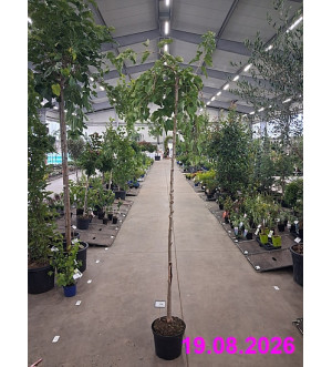 Morus alba 'Pendula' C 10 L